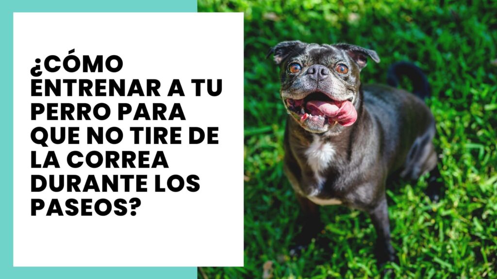 Como-entrenar-a-tu-perro-para-que-no-tire-de-la-correa-durante-los-paseos