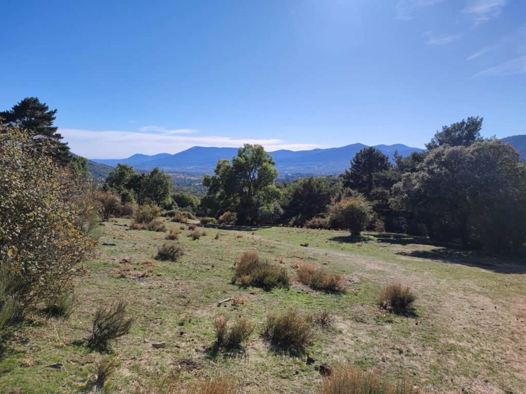 Campo llena arbustos y un cielo celeste y despejado.