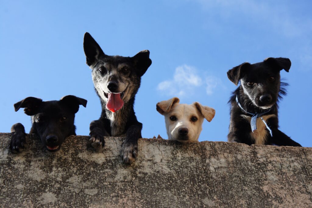 Cuatro perros ,tres negros y uno blanco encima de el muro