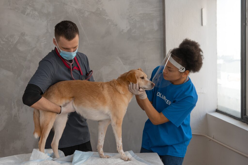 Veterinarios examinando a un perro