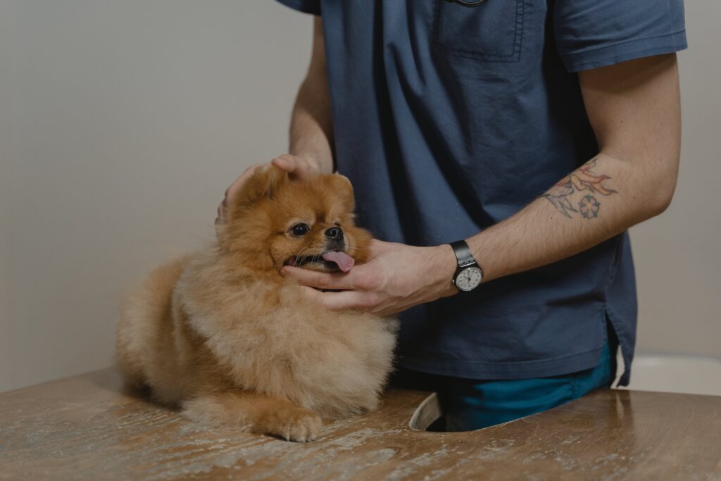 Pomerania siendo examinado por un veterinario.