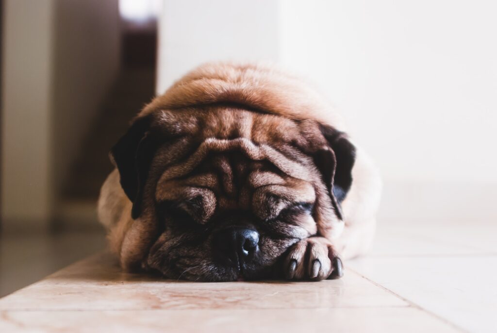 Perro de raza pug triste en una pared blanca de fondo