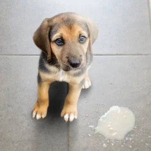 vómito perros