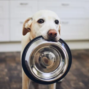 alimentos para perro