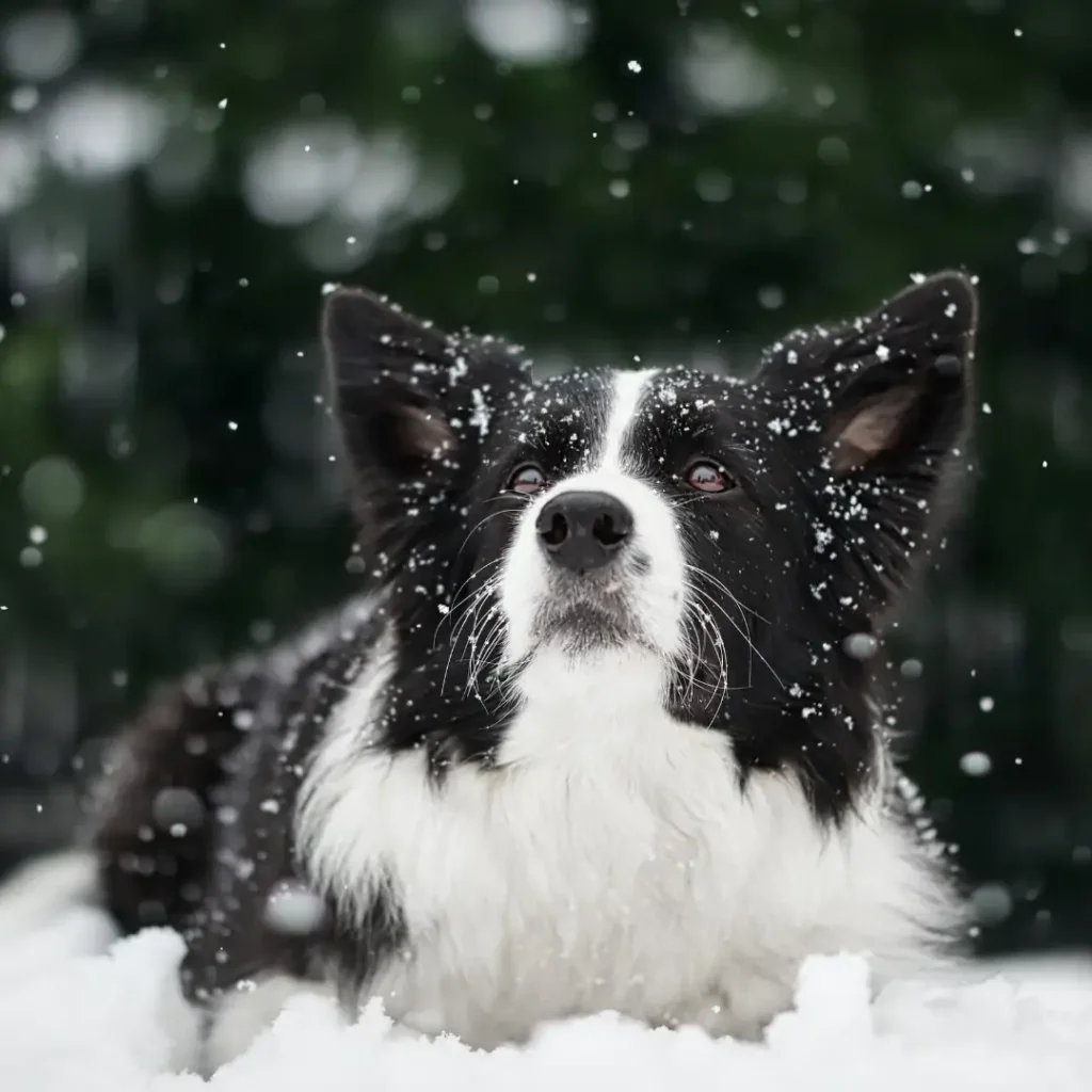 perro nieve